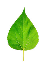 Fototapeta premium Leaf