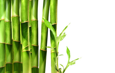 Fototapeta na wymiar Pędy bambusa ułożone w rzędzie na białym tle