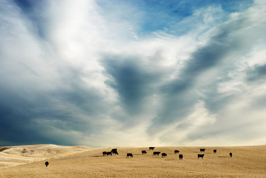 Fototapeta Sky and Cows
