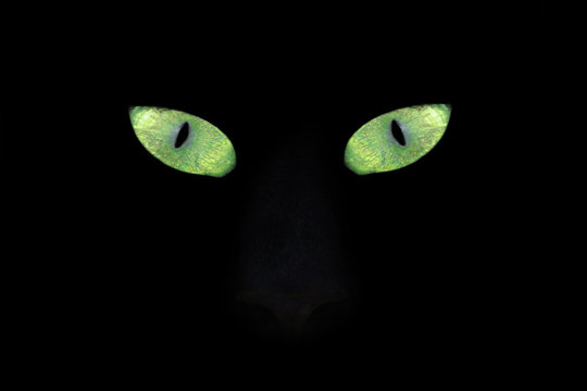 cat eye in the dark