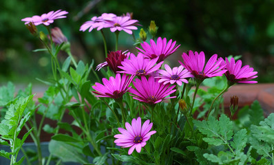 Obraz premium Flowers