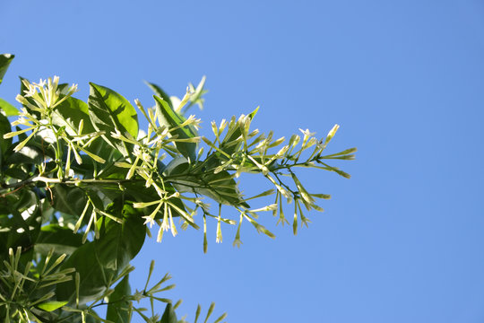 fleurs blanches du jasmin de nuit sur fond de ciel bleu