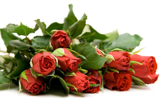 red roses isolated on white with space for text