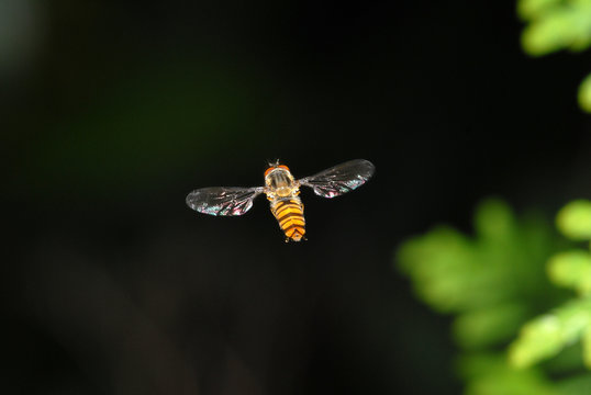 fliege, fliegen, schweben