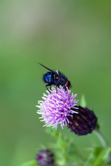 fliege, blüte, blume