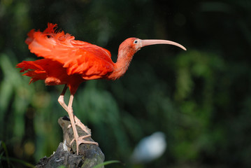 Scharlachsichler, sichler, ibis, vogel