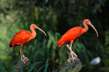 Scharlachsichler, sichler, ibis, vogel