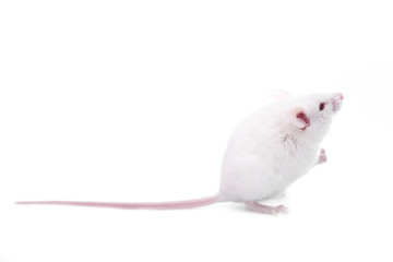 white mouse