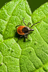 Tick on leaf. Ixodes ricinus.