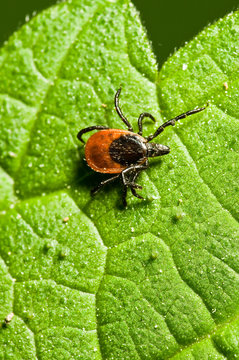 Tick On Leaf. Ixodes Ricinus.