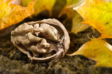 close up of a walnut