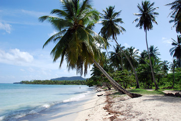 Samana_Palmenstrand