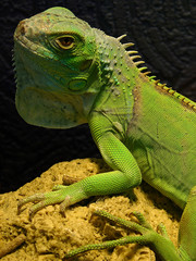 Iguana iguana