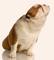 english bulldog with nose up in the air