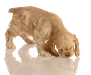 cocker spaniel puppy chasing a piece of dog food