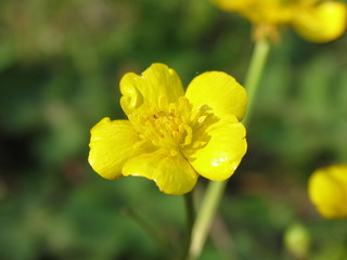 Obraz premium yellow flower