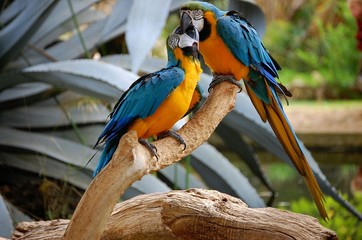 Couple de Aras