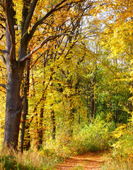 Forest in fall time