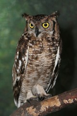 Eagle Owl Portrait
