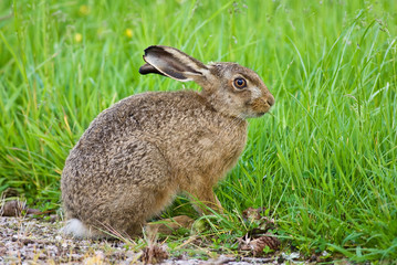 Brown Hare