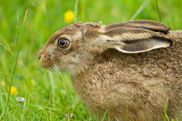 Brown Hare close-up