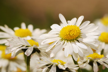 Daisies