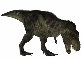 Tyrannosaurus Rex - 3D Dinosaurier