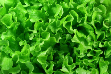 Lettuce background