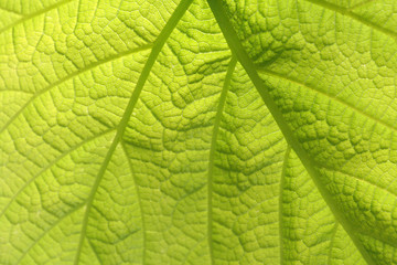 Closeup of green leaf.
