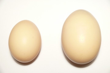 Small and large eggs