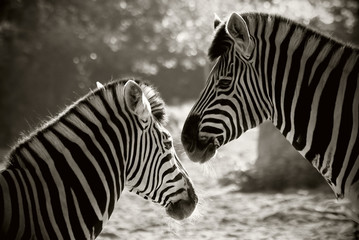 Fototapeta na wymiar Portret do Zebra, sepia look