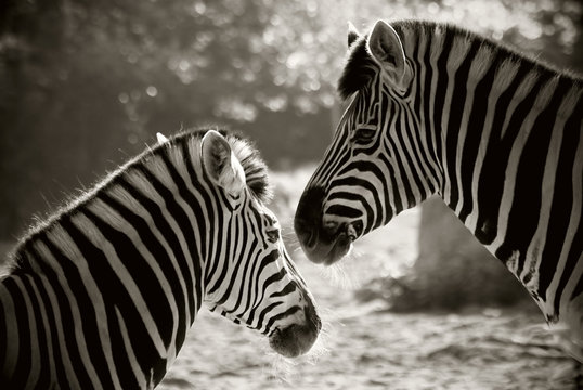 Fototapeta portrait of to zebra's, sepia look
