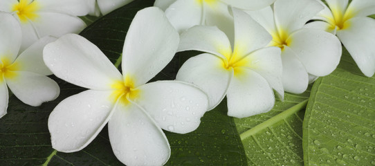 Fototapeta na wymiar egzotyczne, tropikalne kwiaty