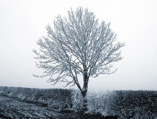 Heavy frost on tree