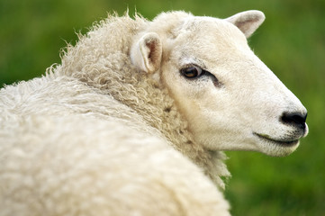 white sheep