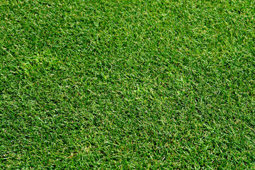 Obraz premium Golf course lawn pattern detail