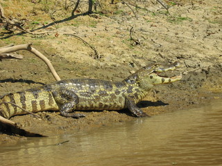 crocodile