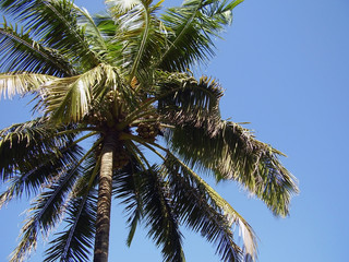 Palm tree on a background of the blue sky
