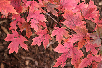 red leaves