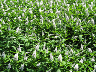 Obraz premium white cone flowers in a field