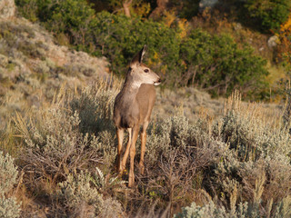 Mule Deer Fawn