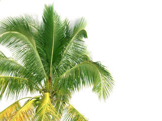 Obraz premium cocotier