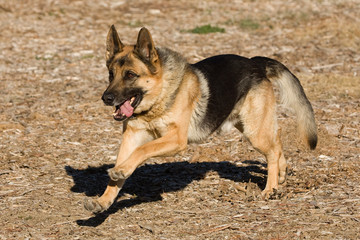 Running Shepherd