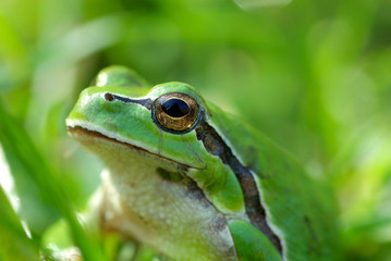 European tree frog.