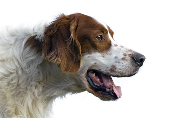 Irish red and white setter portrait