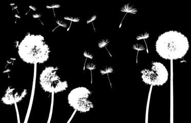 silhouettes of dandelions in the wind on black background - 10914516