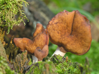 Elfin saddle. Gyromitra infula.