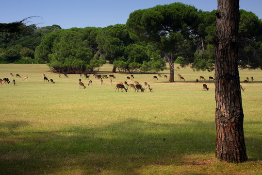 Safari park.