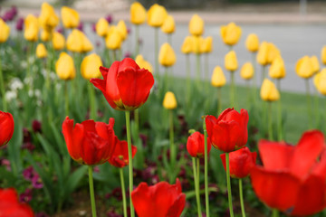 tulips