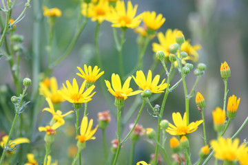 Obraz premium Yellow flowers